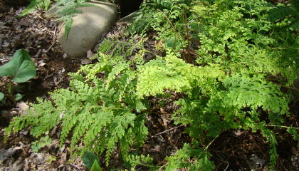 コビトホラシノブ ] Odontosoria minutula シダ植物